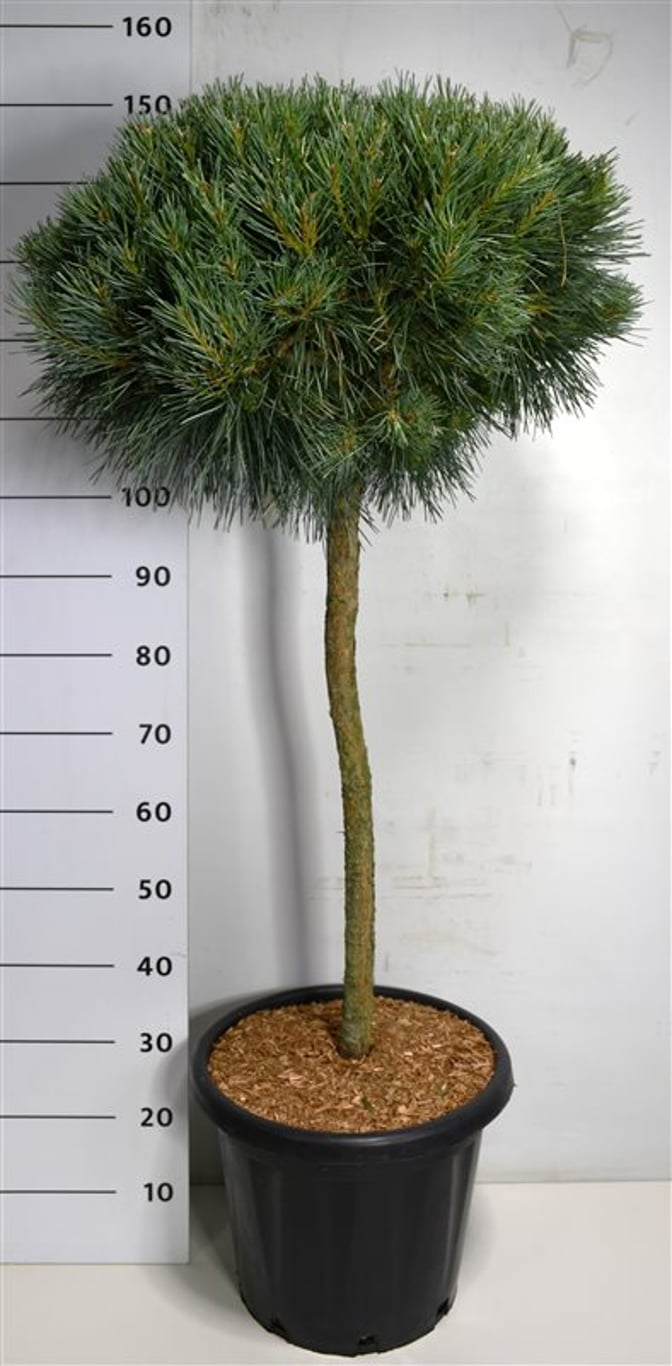 Pinus sylv. 'Chantry Blue' - 90 CM Stem C25